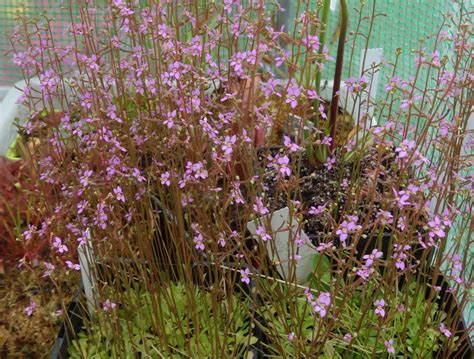 stylidium debile carnivoreszone