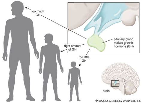 hormone - Kids | Britannica Kids | Homework Help