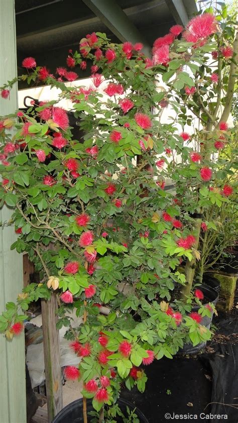 Calliandra Emarginata Dwarf Red Powder Puff Freund Flowering Trees