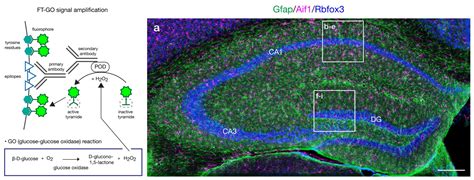 Glucose Oxidase Dependent Deposition Of Fluorochromized Tyramide Ft Go