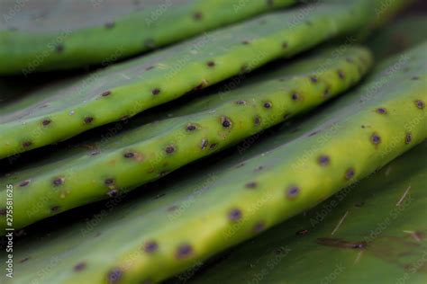 Producción de Grana cochinilla en México un insecto se utiliza como