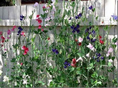 How To Grow Amazing Sweet Peas Mygardenschool Sweet Pea Seeds Sweet Pea Flowers Flower Seeds