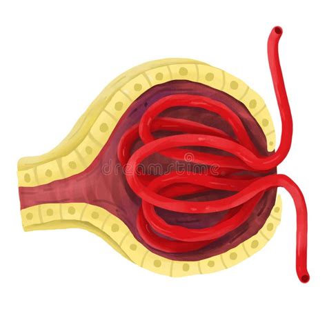 The Glomerulus at of a Nephron in the Kidney. Stock Illustration ...