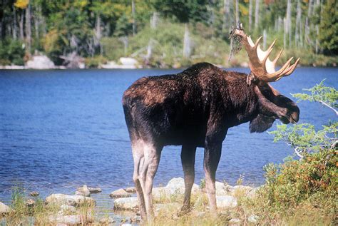 Maine Bull Moose Photograph by Tim Canwell