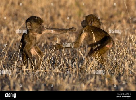 Baboons fighting hi-res stock photography and images - Alamy