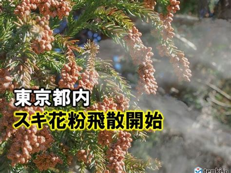 東京都内でスギ花粉が飛散開始 Goo ニュース