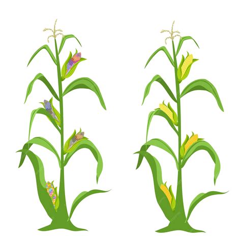 Premium Vector | The corn grows plant and branches of corn vector