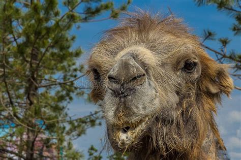 883 Bactrian Camel Humps Stock Photos - Free & Royalty-Free Stock Photos from Dreamstime