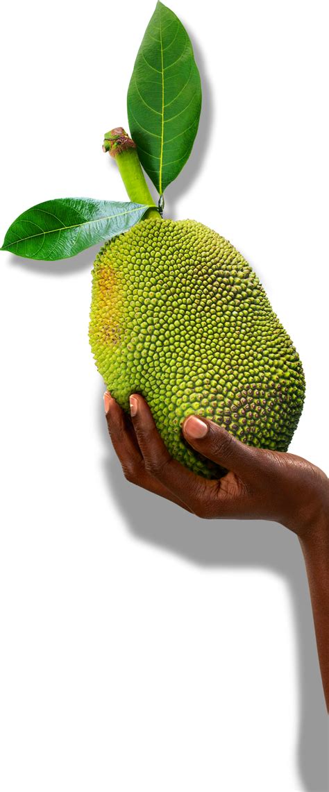 Breadfruit Fruit Tropical Starchy Versatile Png