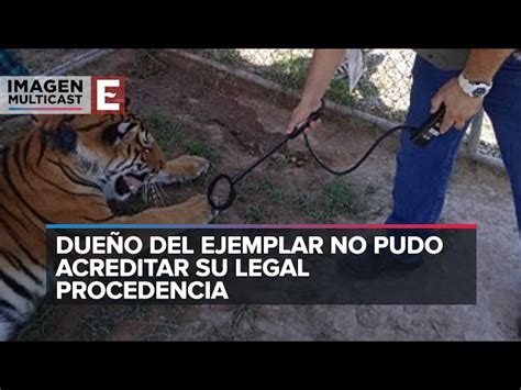 Cae Sospechoso Con Un Enorme Tigre De Bengala En Sonora