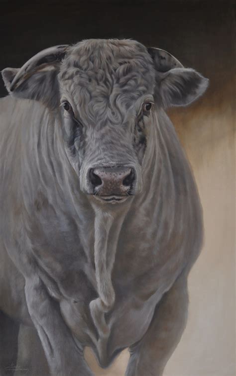 CHAROLAIS BULL - Heather Denison