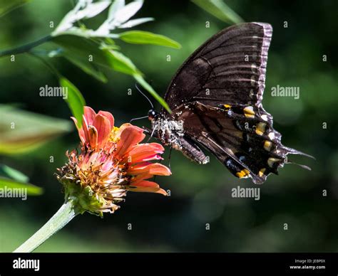 Butterflies on Flowers Stock Photo - Alamy