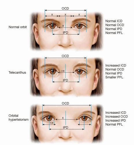 Human Face And Unit Of Measurement Pinkmirror Blog