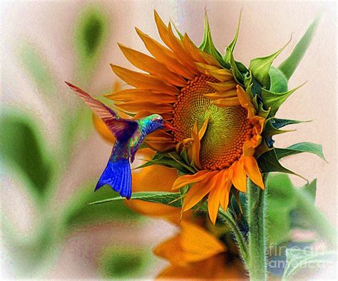 Hummingbird On Sunflower Photograph by John Kolenberg - Pixels