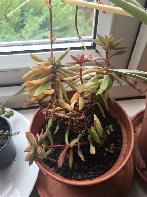 Very Proud Of My Crassula Erosula X Radicans Hybrid