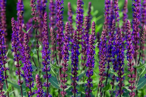 Caradonna Salvia Plants Growing Profile