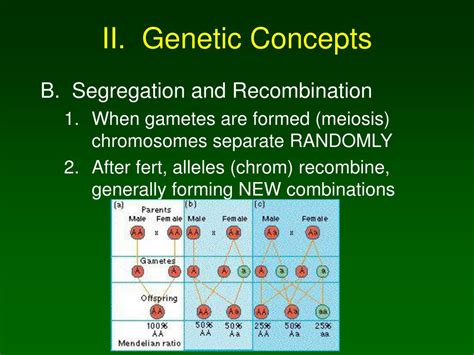 Ppt Genetics Powerpoint Presentation Free Download Id 5577459