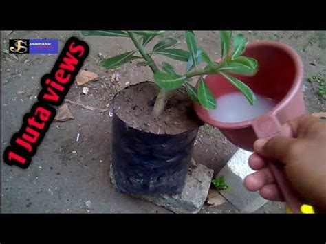 Agar Adenium Cepat Berbunga Lebat Bela Rosa