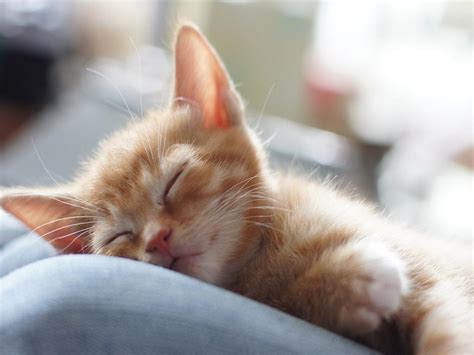 Hd Wallpapers For Desktop Sleeping Cute Cat