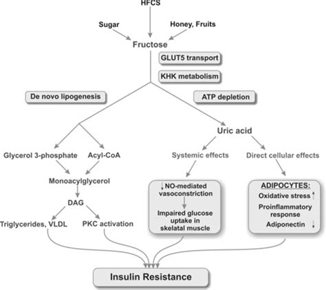 Diabetes | No Fructose