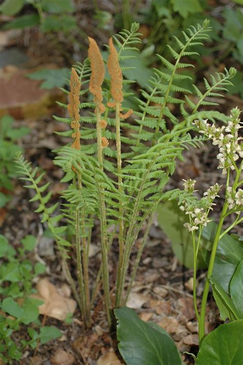 Osmunda Cinnamomea Osmundaceae Image 13500 At PlantSystematics Org