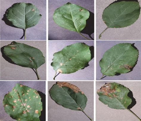 Sample Leaf Images From The Northern Leaf Blight Data Set