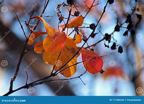 PRIDE of INDIA LEAVES on TREE in AUTUMN Stock Image - Image of beauty ...