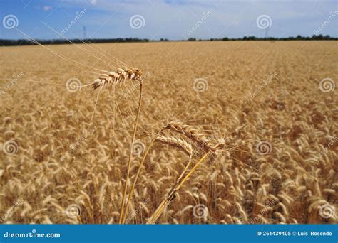 Golden Wheat Field And Blue Sky Growth Nature Harvest Stock Image Image Of Golden Field