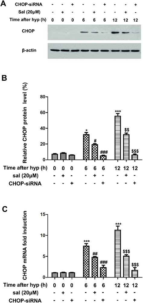 The Effect Of Salubrinal On The Activation Of Chop Dependent Pathway In