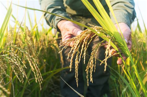 Arroz Biotecnológico Recargado Produce Un 40 Más De Alimento Duplicando Un Solo Gen De La Misma