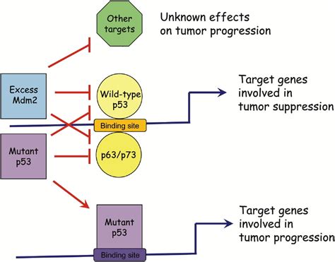 P53 And Prognosis Cell