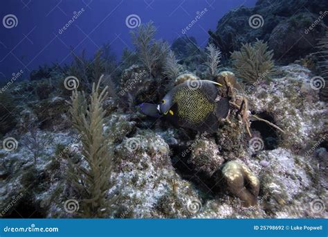 French Angelfish on Coral Reef Stock Photo - Image of water, habitat ...