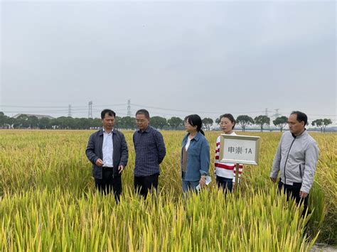 中国水稻研究所水稻抗病育种团队一行考察我院杂交水稻新品种图片新闻上海市农业科学院作物所