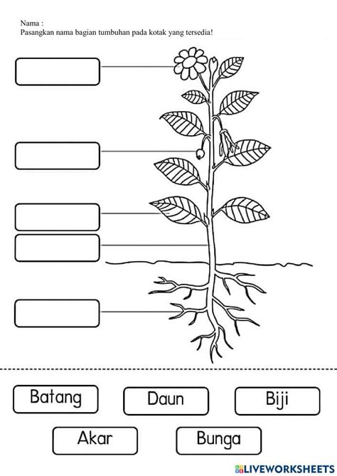 Lk Bagian Tumbuhan Online Exercise For Live Worksheets