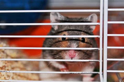 How To Clean Your Hamster Cage - Ultimate Guide - Pets Dimension