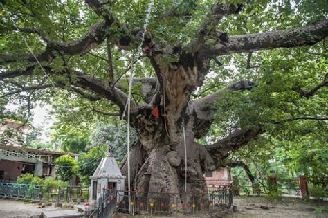 Parijat Tree - a rare tree in the most unexpected of places!