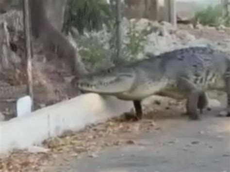 Cocodrilo De Metros Se Pasea Por Las Calles De Yucat N