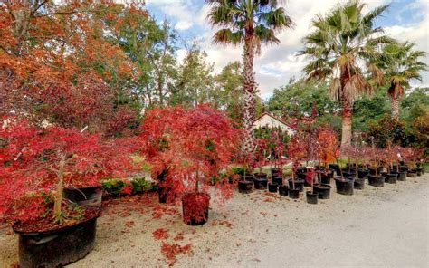 Garden Center - True Blue Nursery