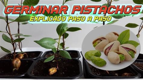 D Nde Y C Mo Plantar Pistachos Correctamente Consejos Y Trucos