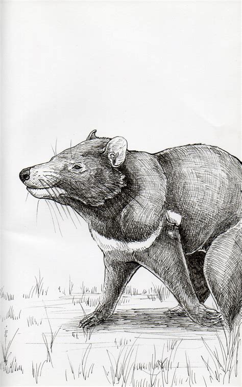 Tasmanian Devil Sketch at PaintingValley.com | Explore collection of ...