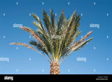 Palm Tree Grand Turk Island Turks And Caicos Islands Stock Photo Alamy