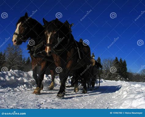 拉长的马横向雪橇冬天 库存照片 图片 包括有 支架 横向 巴伐利亚人 天空 冬天 欧洲 季节性 1596700