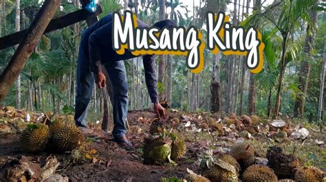 Panen Durian Musang King Lagi Youtube