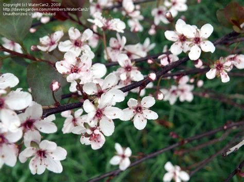 Plantfiles Pictures Prunus Dwarf Red Leaf Plum Purple Leaf Sand