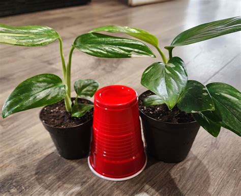 Monstera Stendleyana Cobra - Etsy