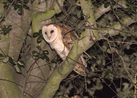 Barn Owl A Nocturnal Bird Hunting At Night Mostly By Sound