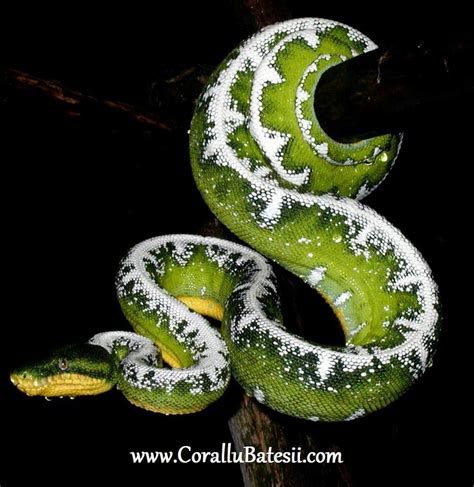 Very Cool Pic Emerald Tree Boa Emerald Tree Boa Pet Snake Reptiles