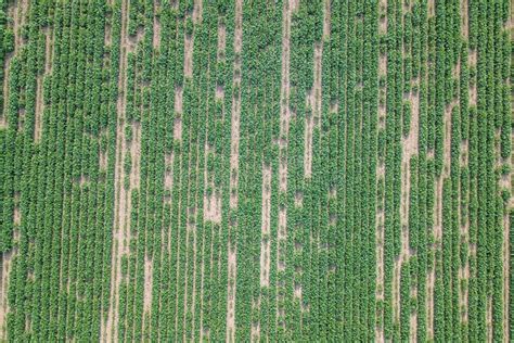 Aerial View Soybean Field. Young Soybean Aerial View Stock Image ...