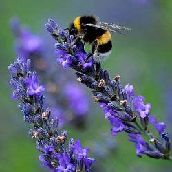 Alle Planten Lavandula X Intermedia Grosso