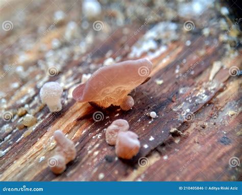 Jews Ear Wood Ear Auricularia Auricula Hirneola Polytricha Jelly Ear